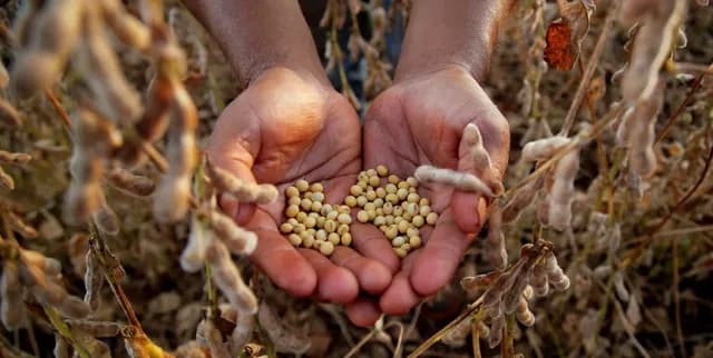 Dos estudiantes rosarinas desarrollaron una bebida vegetal fermentada a base de soja