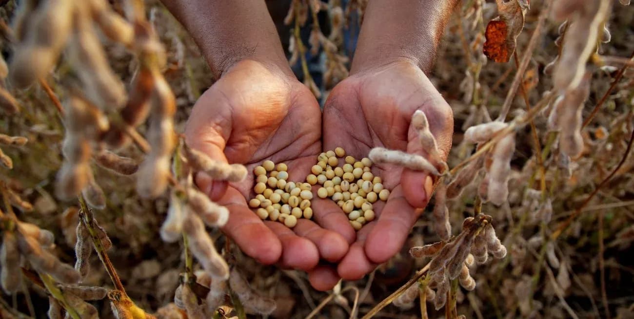 Dos estudiantes rosarinas desarrollaron una bebida vegetal fermentada a base de soja
