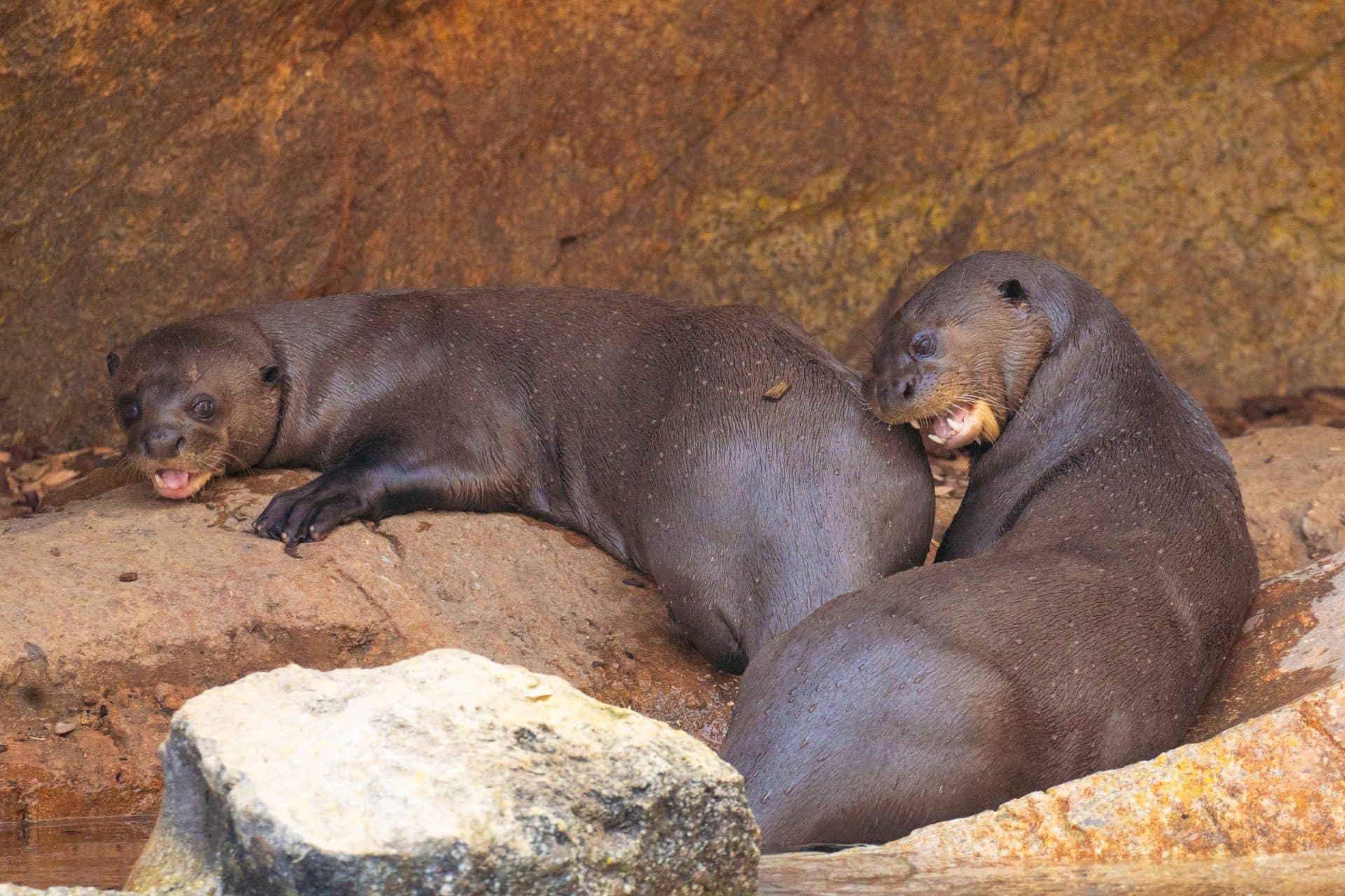 Cuatro décadas después, las nutrias gigantes vuelven a criarse en libertad en el Iberá