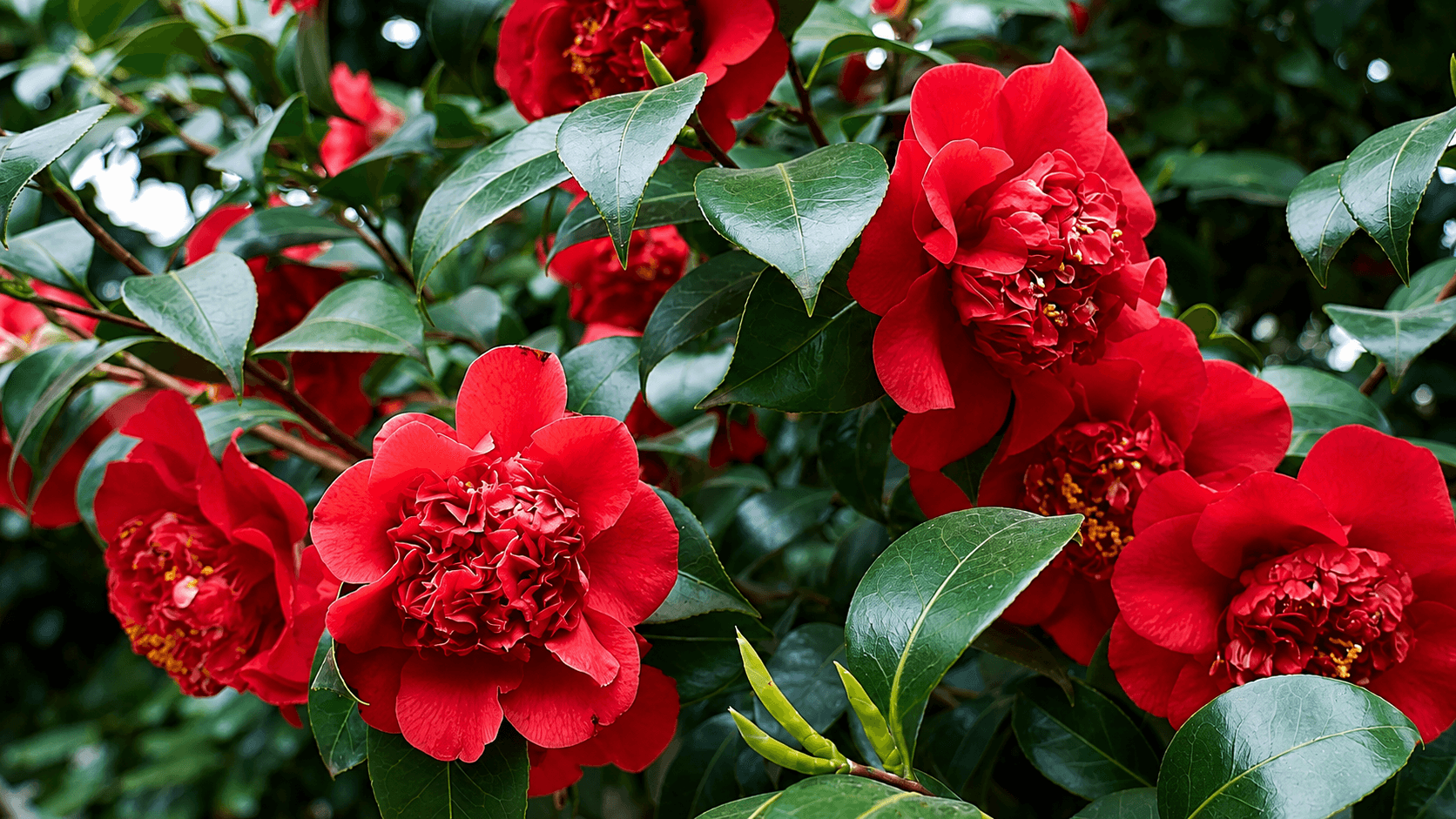 Camellia japonica: la especie que florece cuando el resto del jardín está en reposo