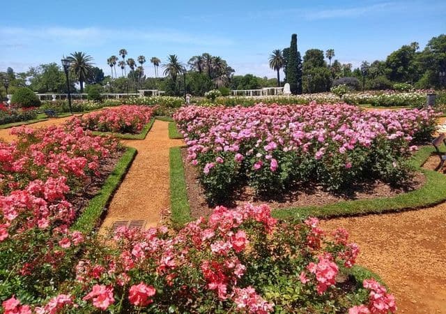 Esquejes gratis en el Rosedal de Palermo en julio